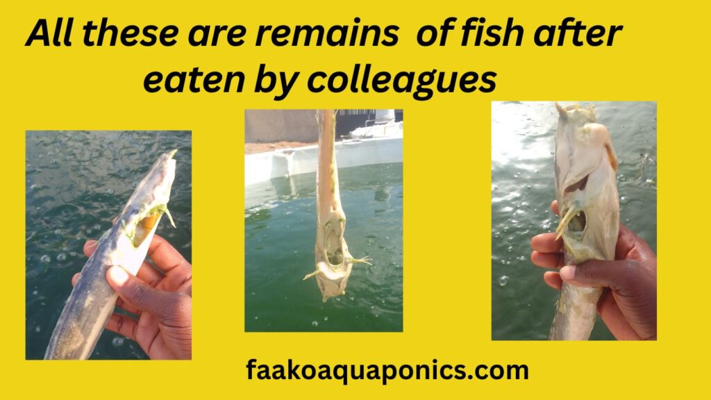 Fish been cannibalized by other fish