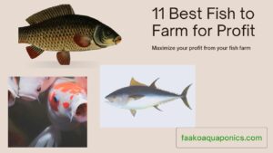 Types of Fish for Profit