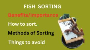 Importance/benefits of fish sorting