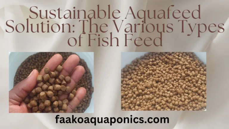 Types of fish feed