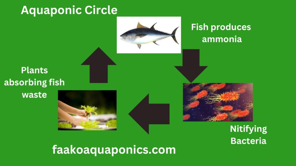 Life Cycle of Aquaponics 