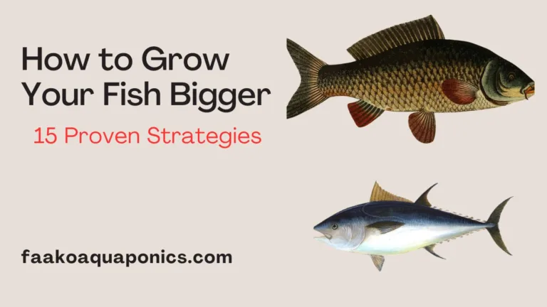 How to ensure bigger fish growth in fish pond