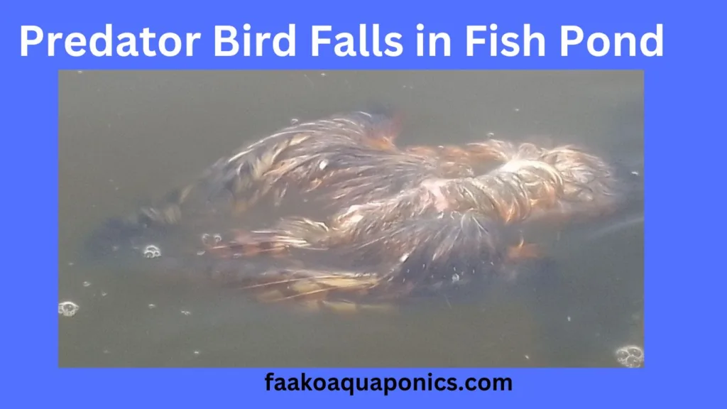 predator bird dead in fish pond