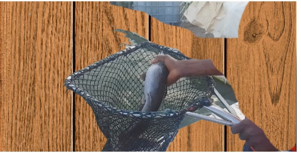 Fish scooping net