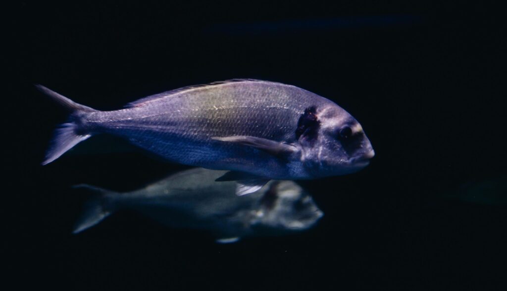 Sea Bream fish
