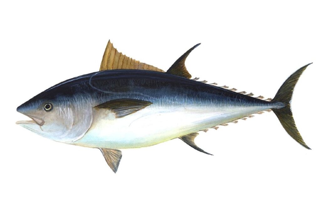 Tuna type of Fish
