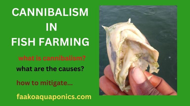 Cannibalism in fish farming