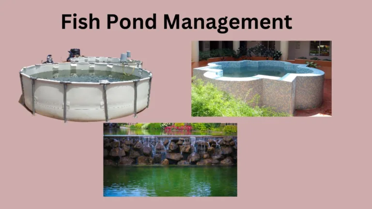 Fish pond management