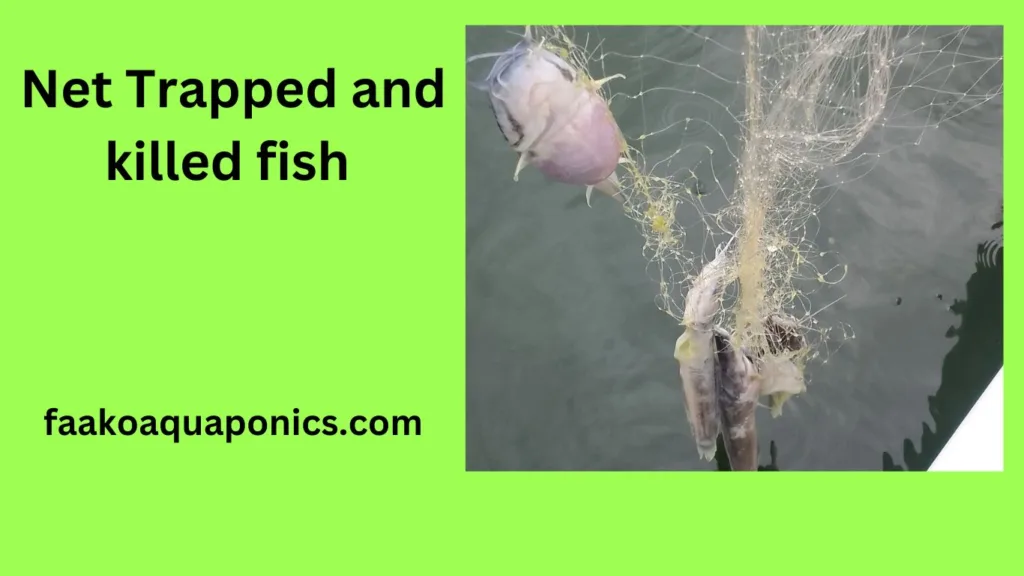 net trapped and killed fish in fish pond