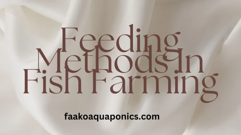 Feeding Methods In Fish Farming