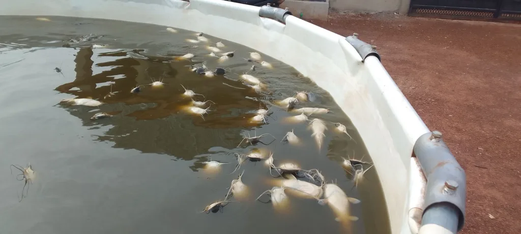 Fish mortality. Fish floating in pond indicating they are dead