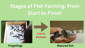 Fish farming guide, steps by steps how to rear fish from beginning to end