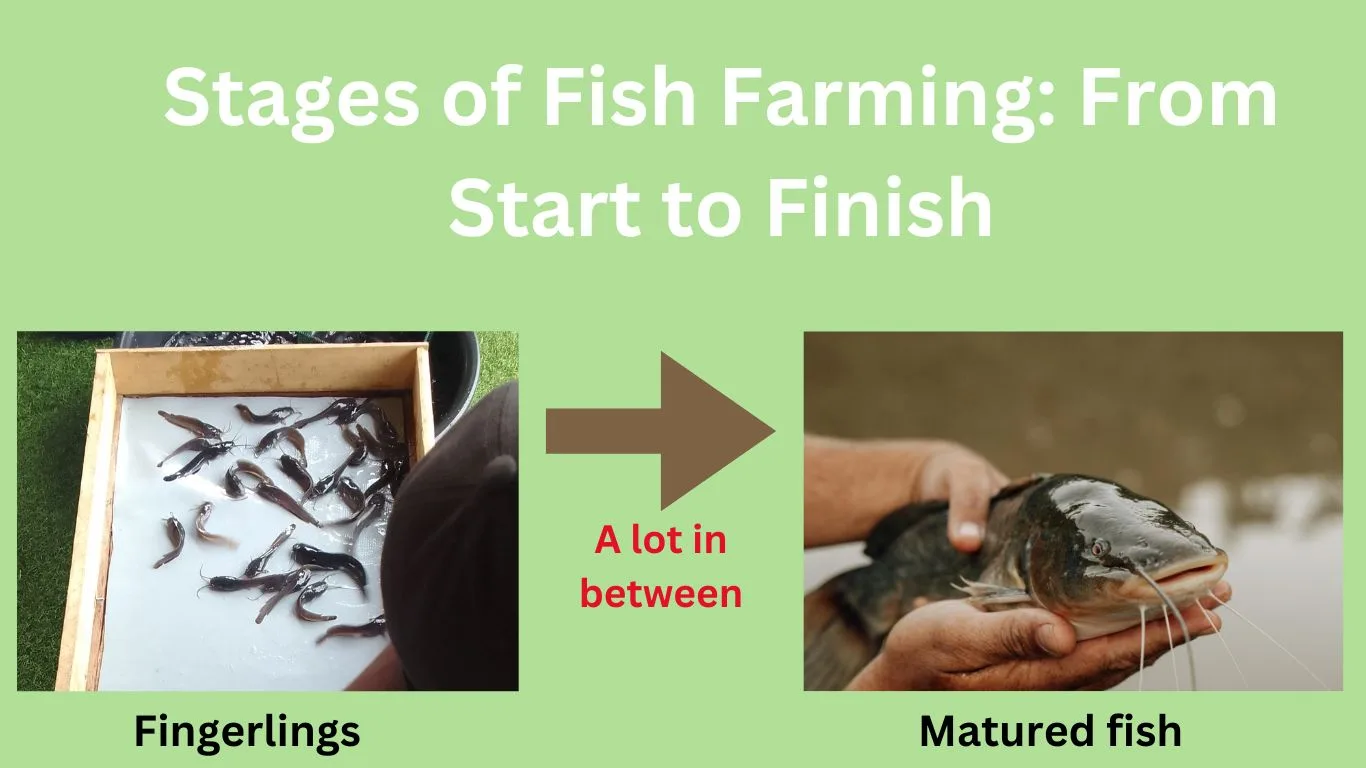 Stages of Fish Farming: From Start to Finish