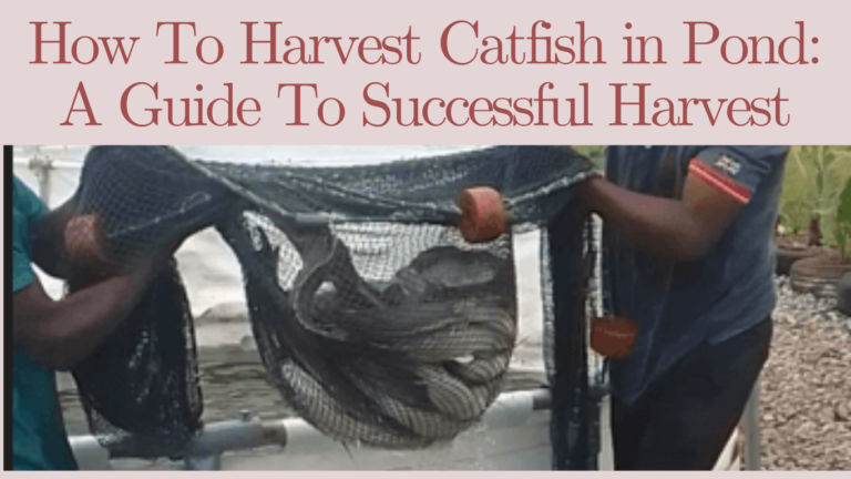How To Harvest Catfish in Pond: A Guide To Successful Harvest