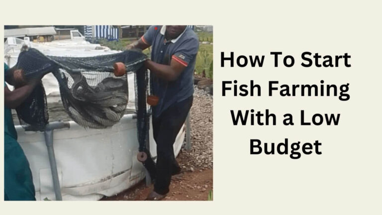How To Start Fish Farming With a Low Budget