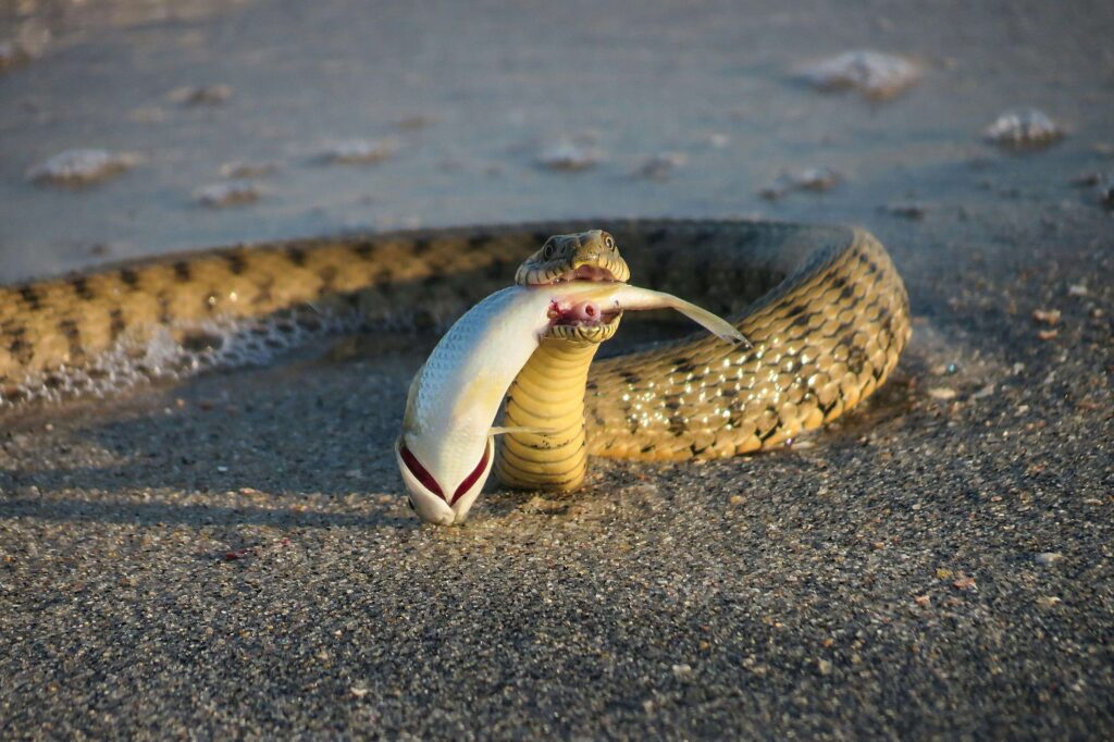Snake as fish predator