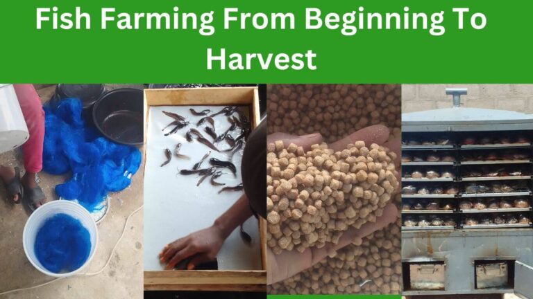 Fish Farming From Beginning To Harvest