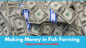 Making Money In Fish Farming (image source Image by Barta IV from Pixabay