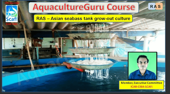 seabass grow courses 