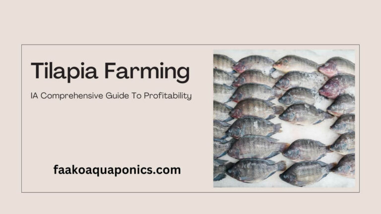 Tilapia farming comprehensive guide
