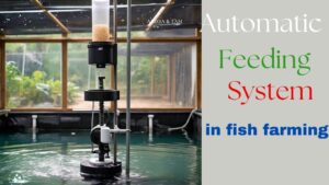 Automatic Feeding System in fish farming