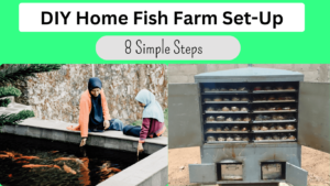 DIY home fish farm