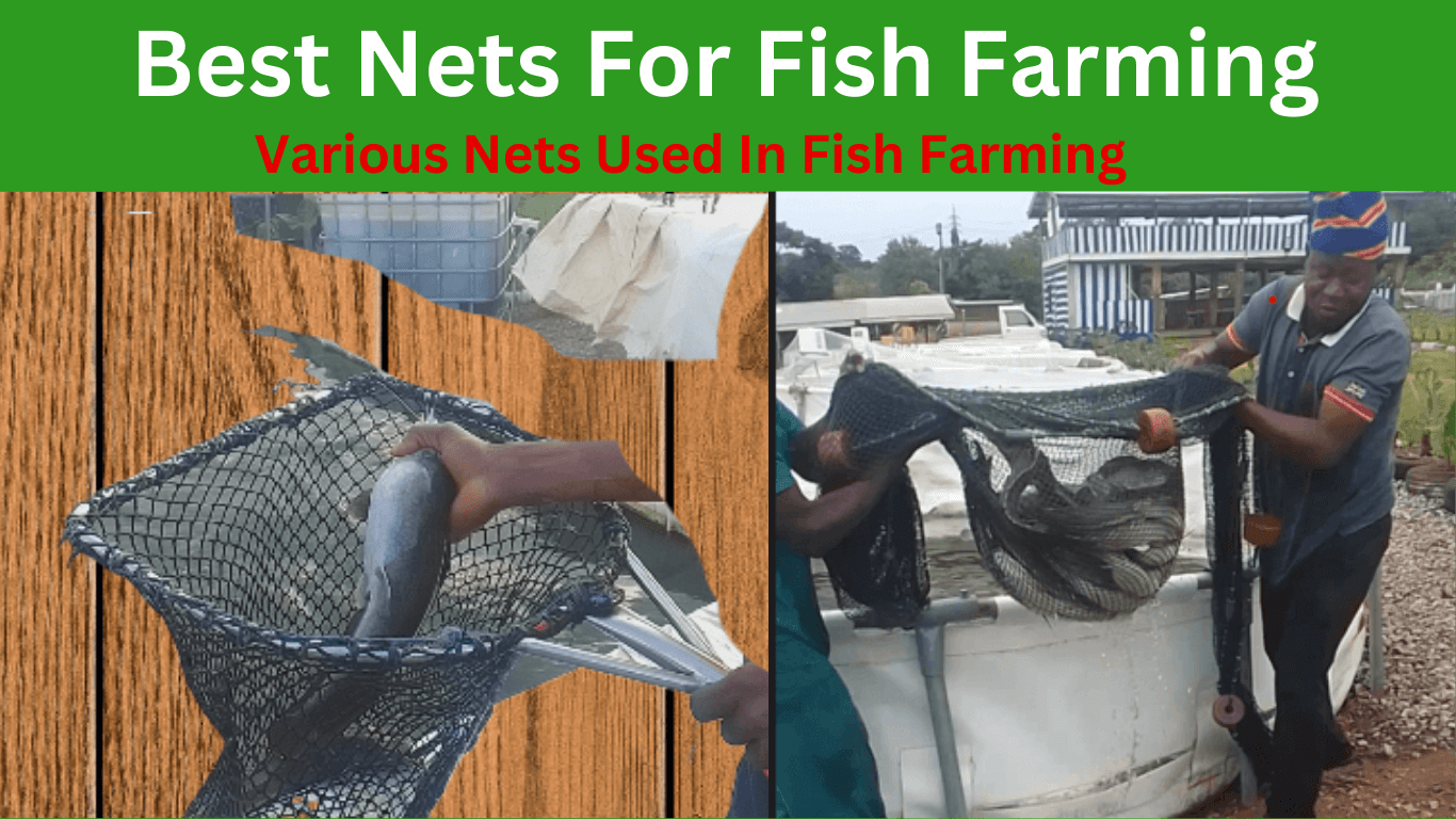 Best Nets For Fish Farming: Various Nets Used In Fish Farming