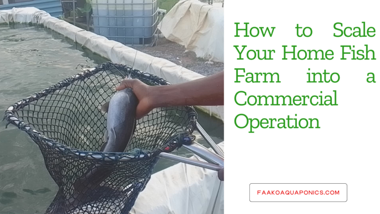 How to Scale Your Home Fish Farm into a Commercial Operation