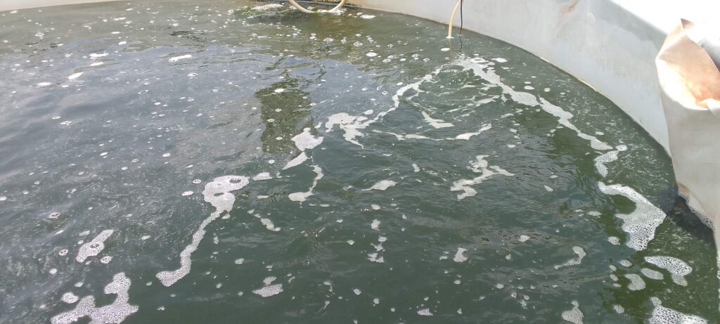 aeration pump in fish farming 