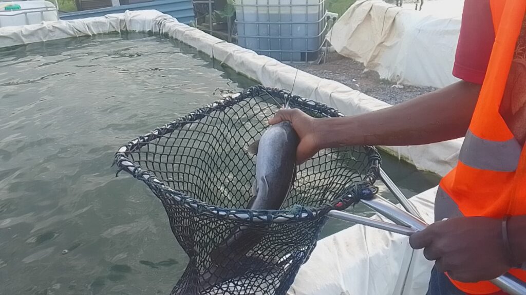 scooping net for fish harvesting