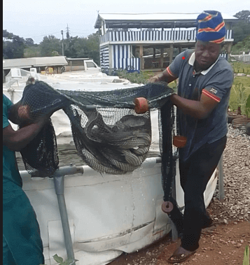 dragging net for harvesting fish in fish farm