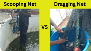 nets for harvesting fish (scooping net and dragging net)