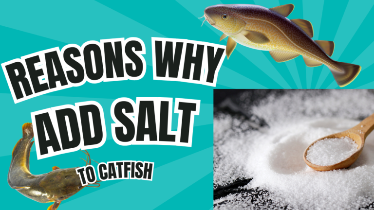 Reasons Why You Should Add Salt To Harvested Catfish