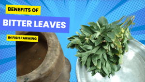 benefits of bitter leaves and how to apply in fish farm