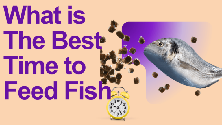 What is the best time of feeding fish?