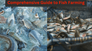 A guide to fish farming