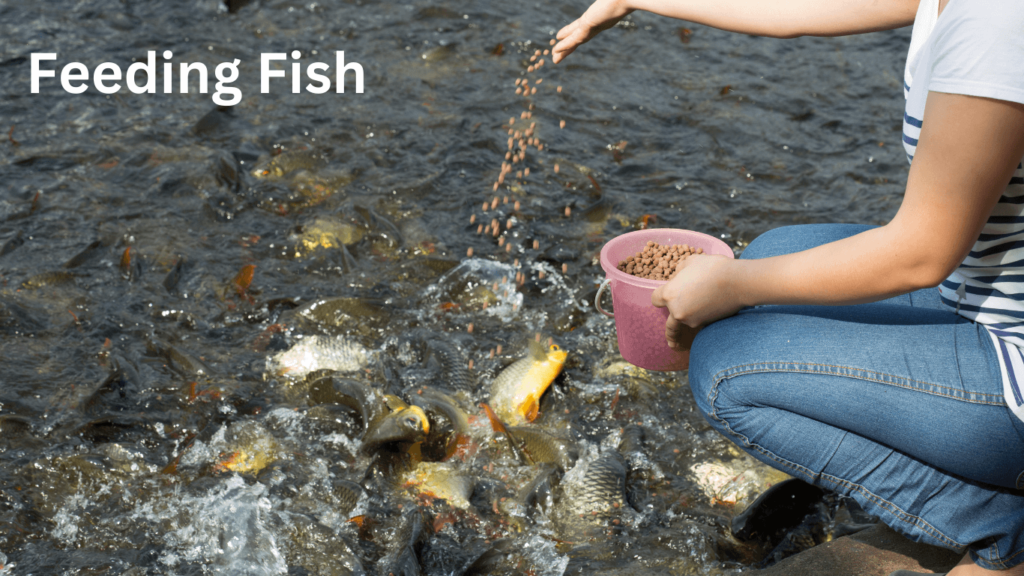 How to feed fish in a pond