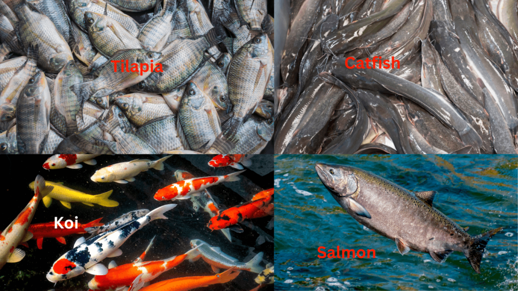 Types of fish species to farm