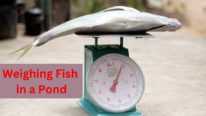 How to weigh your fish in a pond