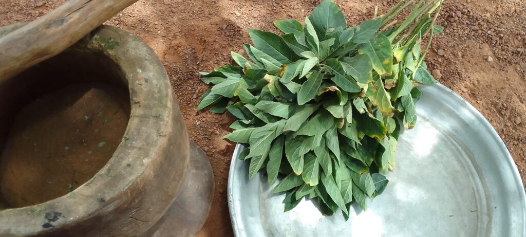 bitter leaves, pestle and mortar, benefits of bitter leaves and how to apply it.