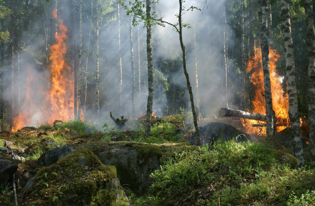 bush fire that may spoil fish farm