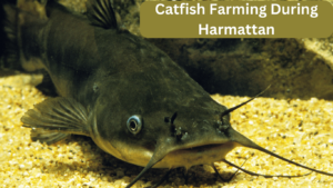 catfish farming during harmattan. effects and solutions