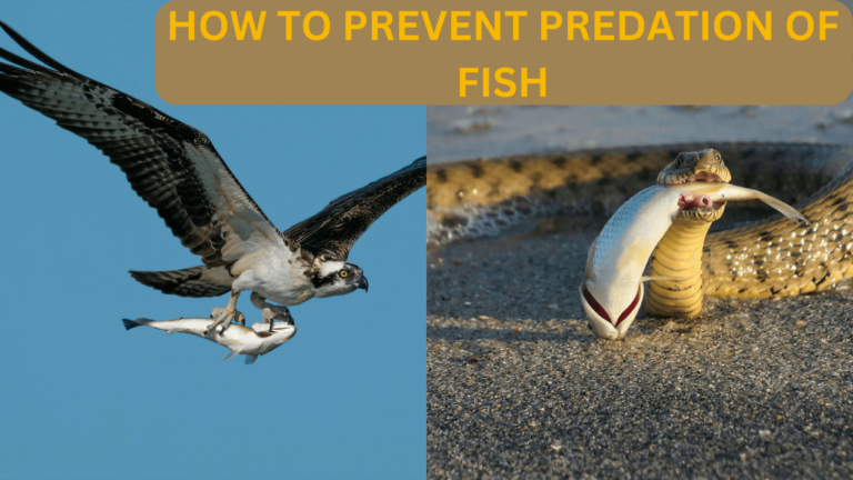 Effective ways of protecting fish from predation