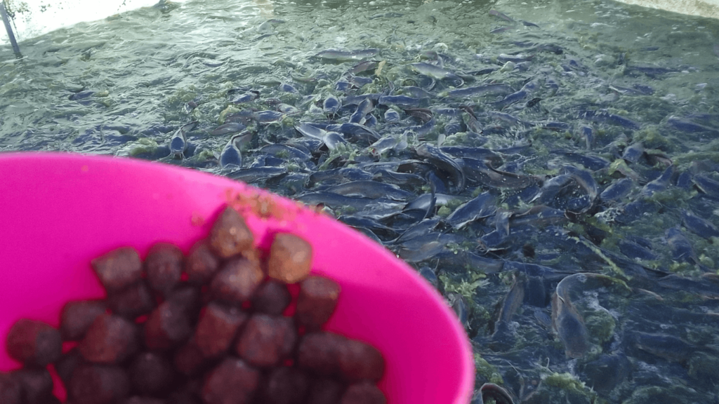 How to master fish farming on how to feed fish