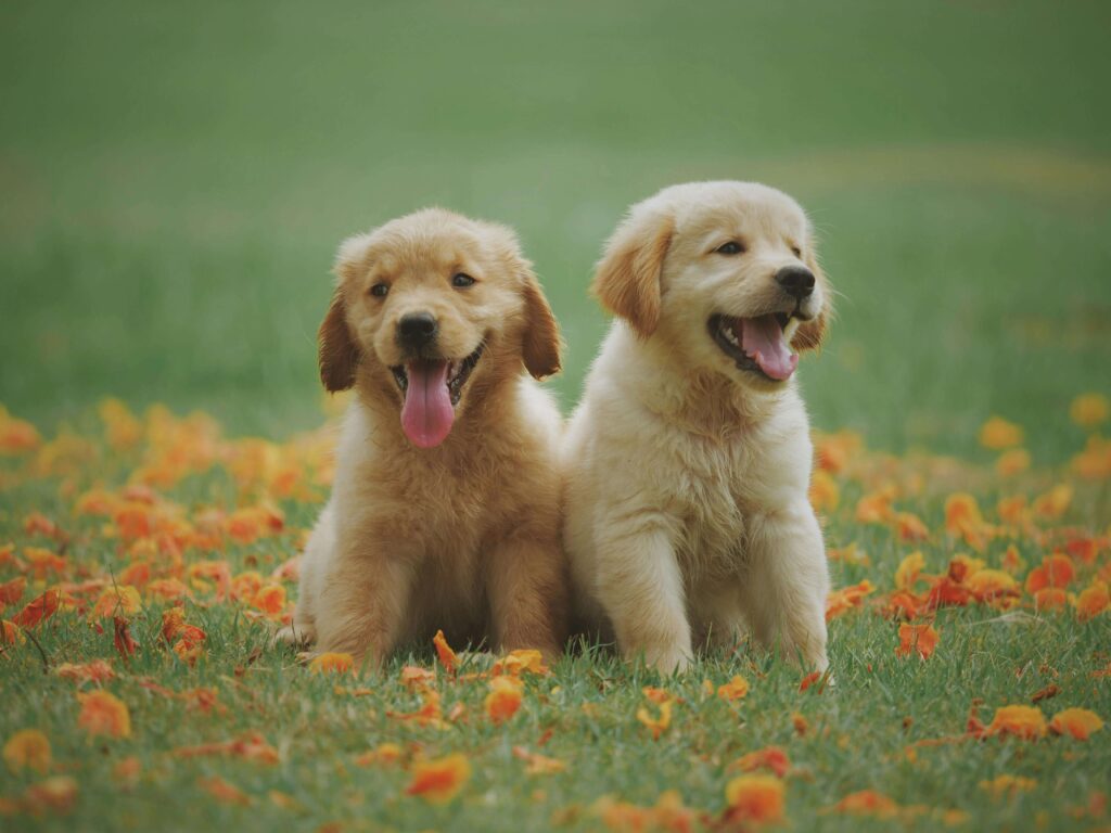 Dogs preventing fish predators 