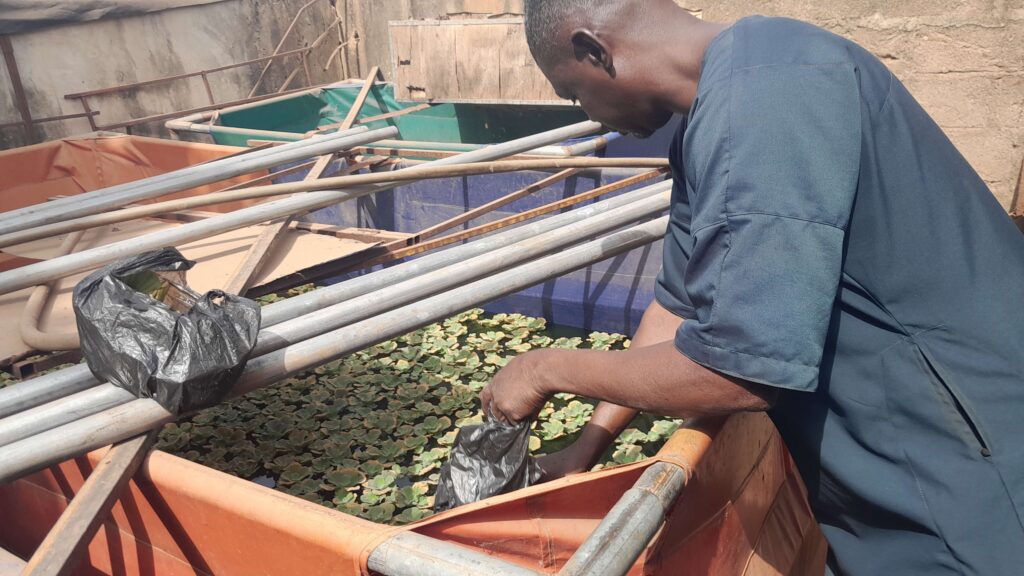 taking fish farming trainees through plants based fish feed