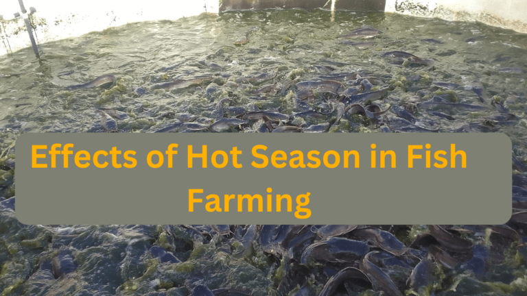 The 8 Effects of Hot Season on Fish Farming