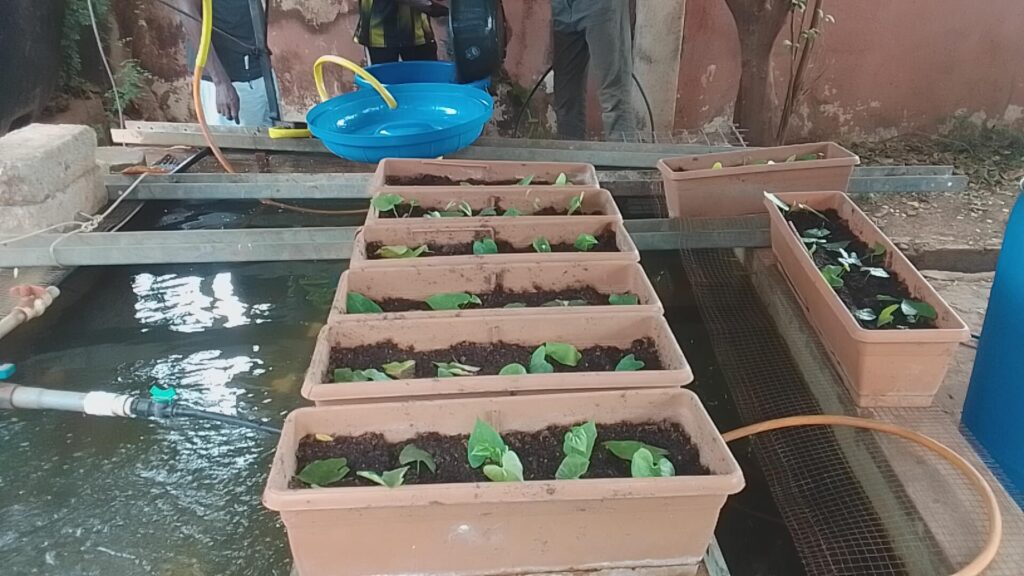 grow beds of media based aquaponics systems 