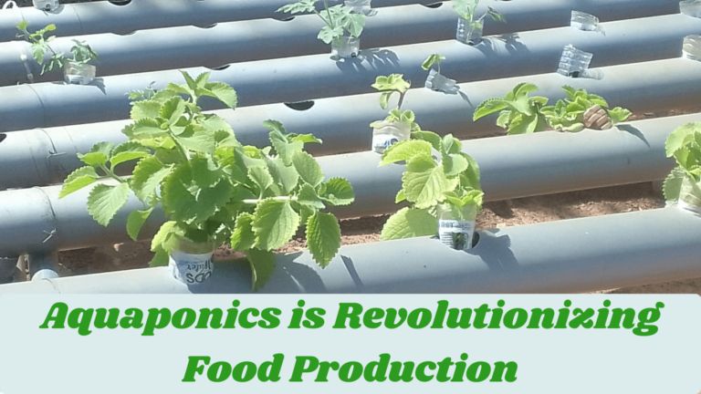 how aquaponics is revolutionizing food production