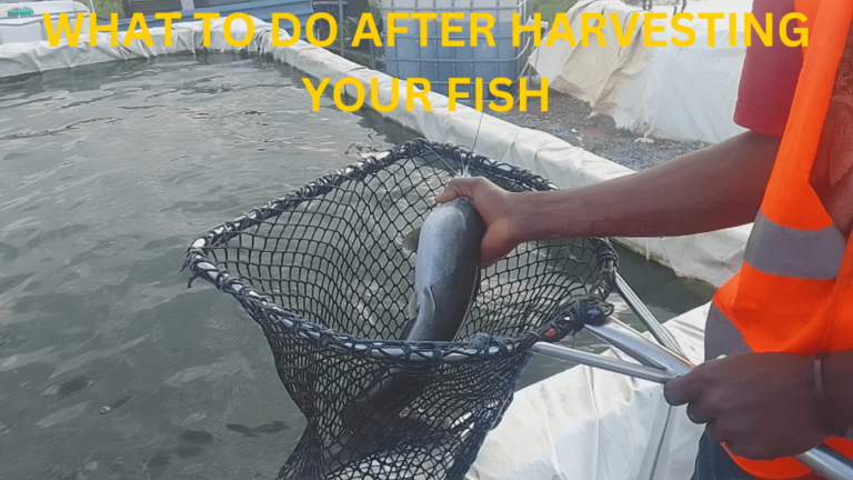 what to do after post-harvesting of fish (15 post-harvest activities)